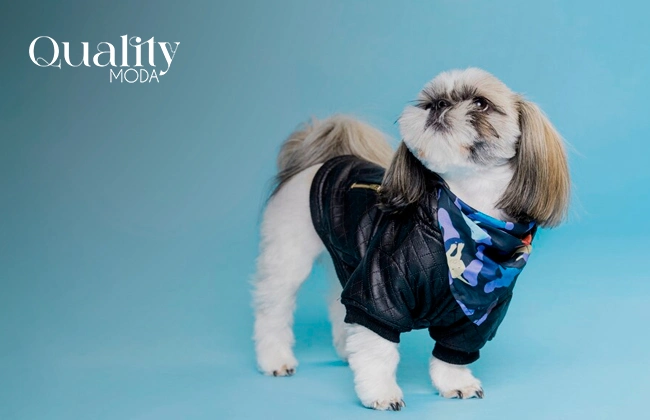 Perro luciendo su ropa de mascota